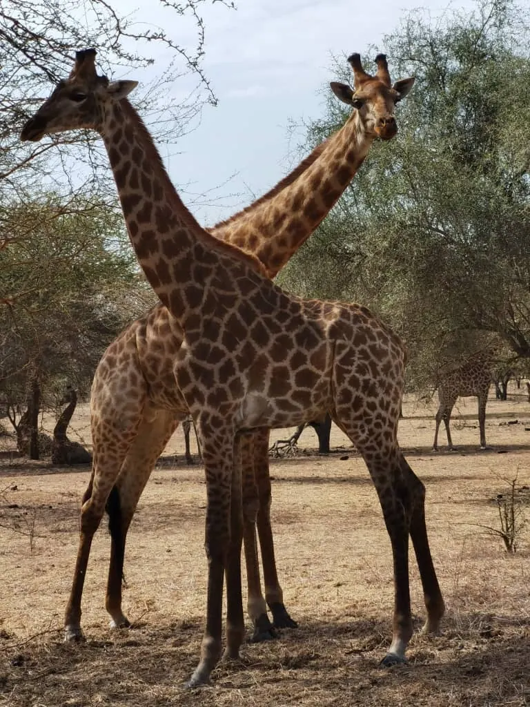Jirafas en la reserva de Bandia