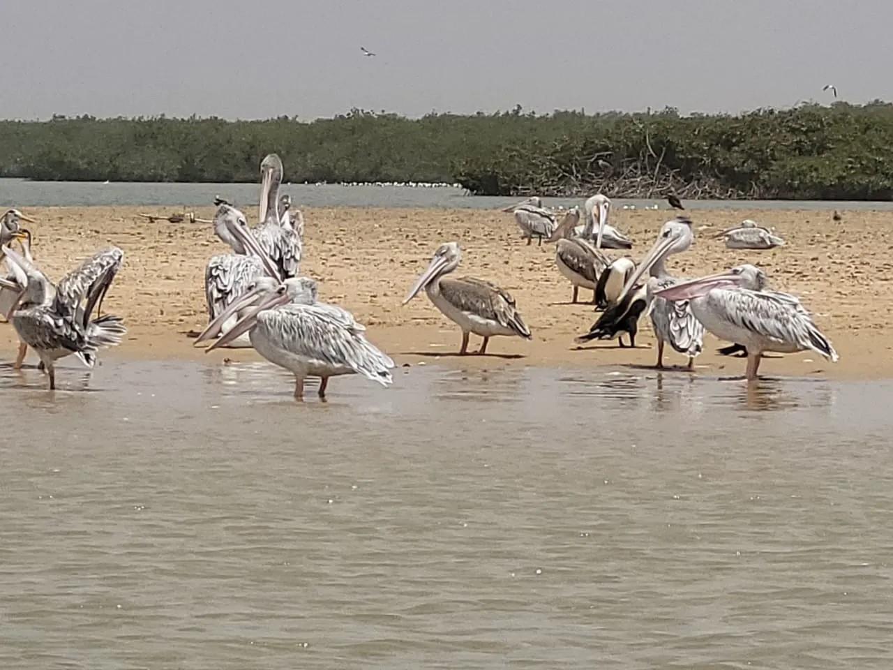 Pelicans on the Somone lagoon