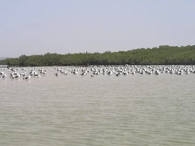 Aves en el manglar de La Somone