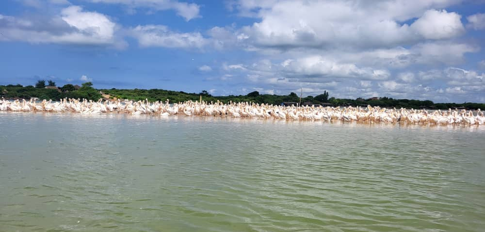 Gran colonia de pelícanos en la laguna de la Somone