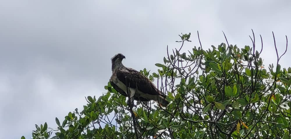 Águila pescadora posada en el manglar de la Somone