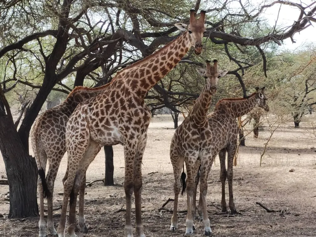 Three giraffes in the Bandia savannah