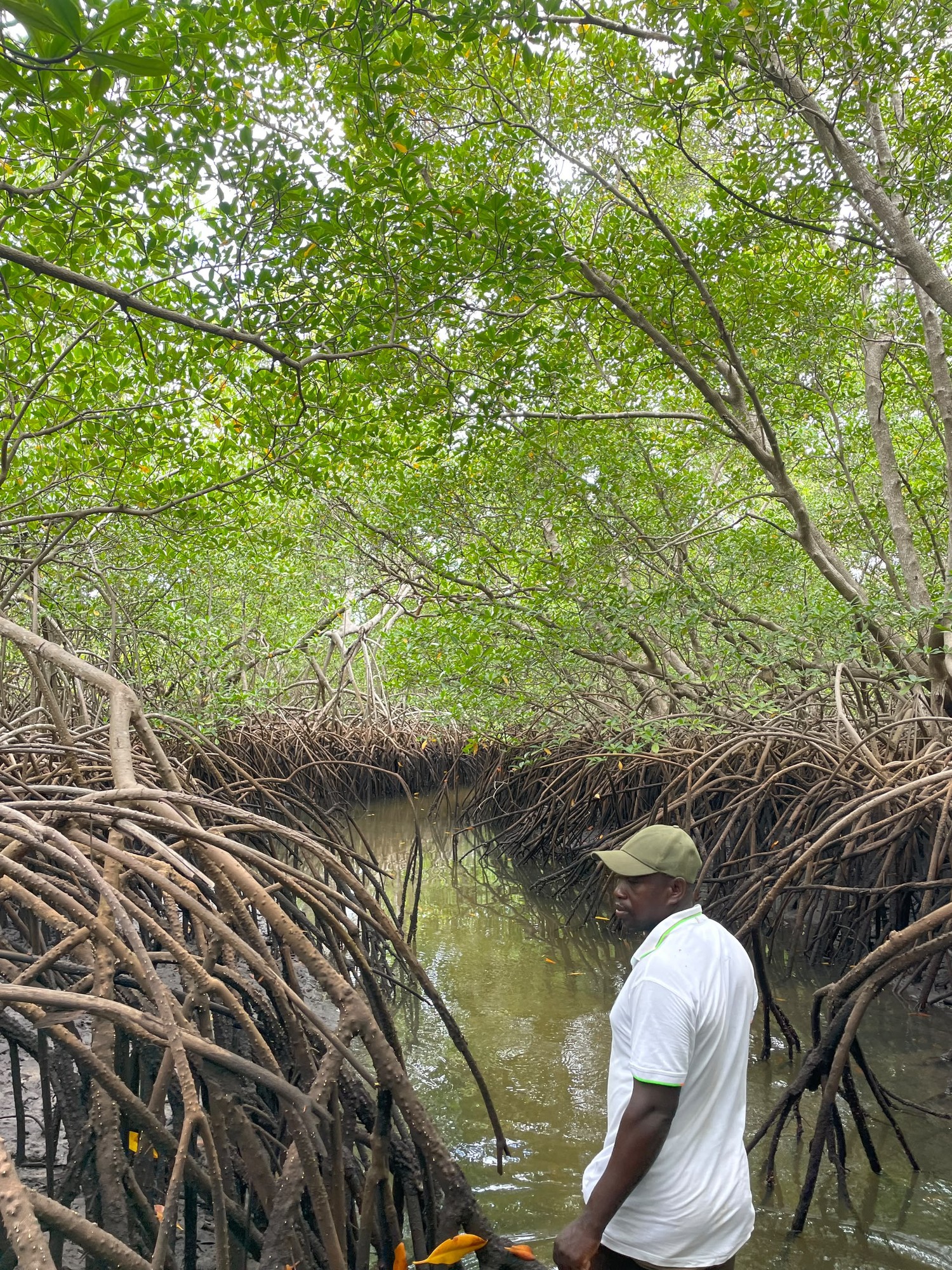 Guide in a mangrove tunnel with tangled roots