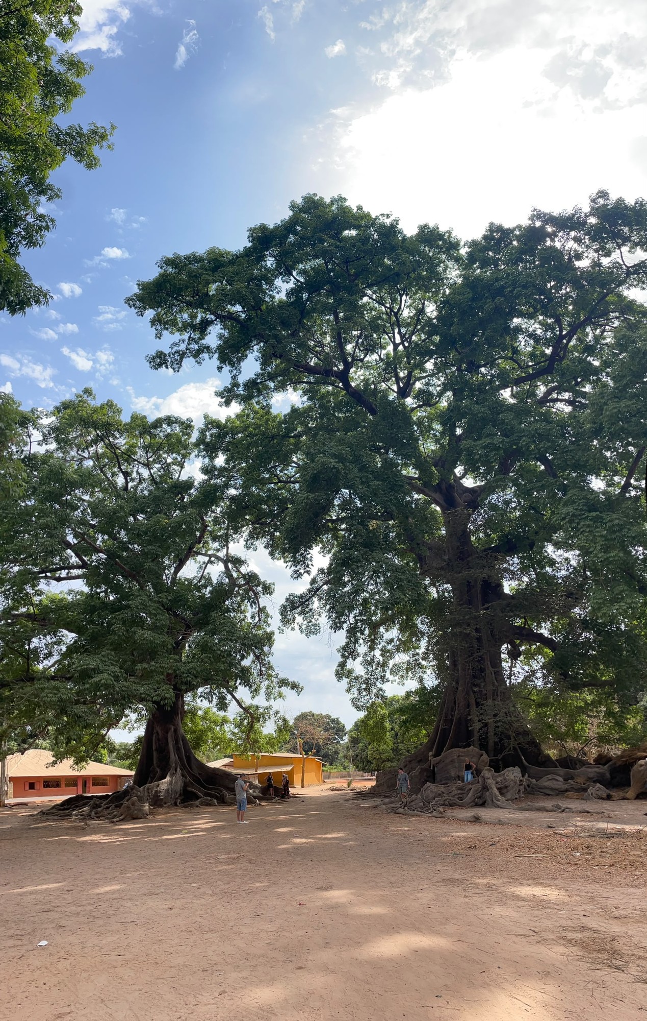Deux fromagers géants sur la place d'un village de Casamance