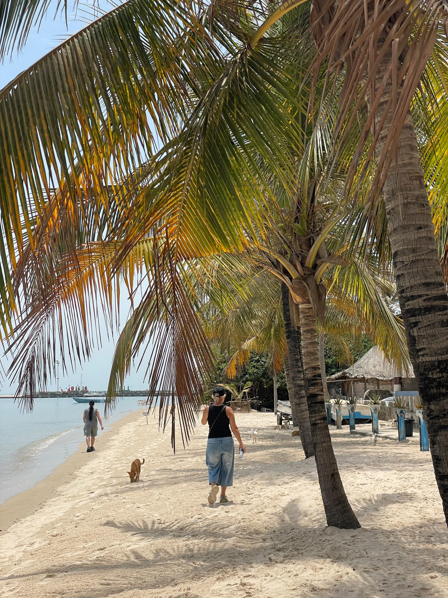 Walkers on a white sand beach under coconut palms