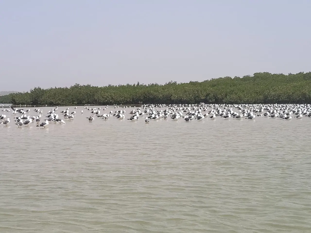 Aves en el manglar de La Somone