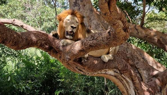 León tumbado en la rama de un árbol en Fathala