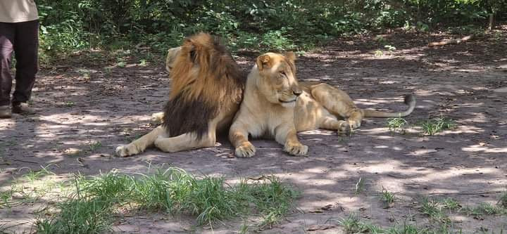 Lion and lioness resting in the shade at Fathala