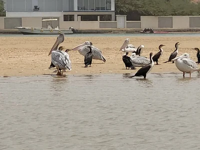 Pelícanos en la laguna de La Somone