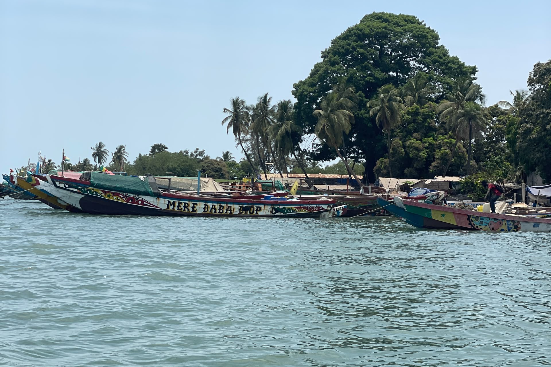 Colourful pirogues moored in front of a large kapok tree in Casamance